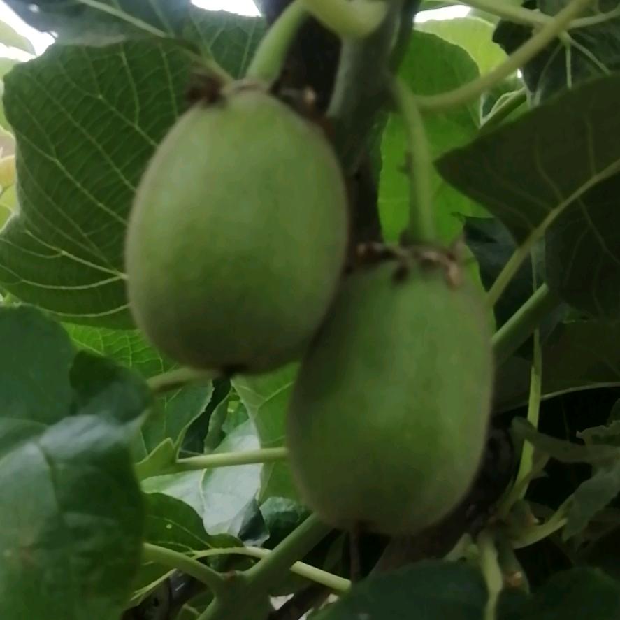 副食超市批发配送