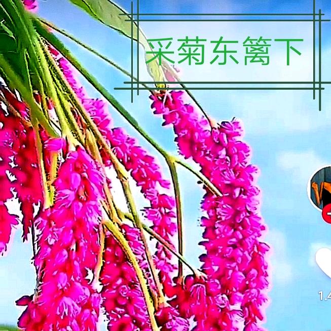 靖江采菊东篱下《戏曲爱心》: