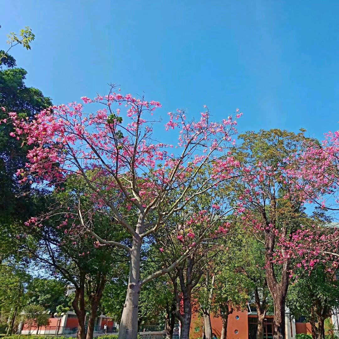 虹姐吖
