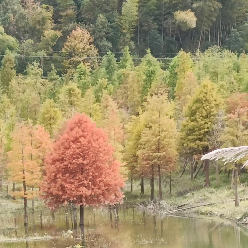 透明pc料黑料pc求购