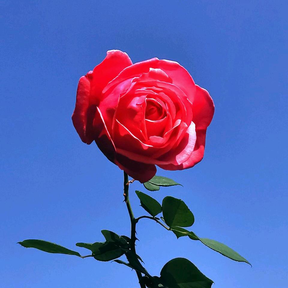 林芯宇