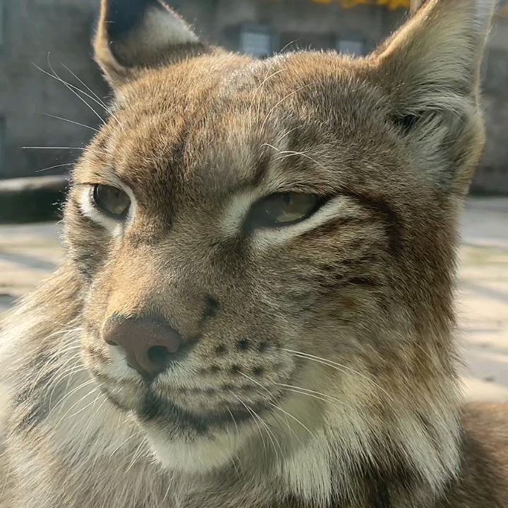 橡鱼