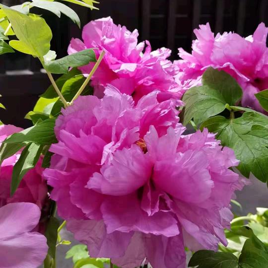 肖旗，毛蛋，香肠，雪花酪，冰粉