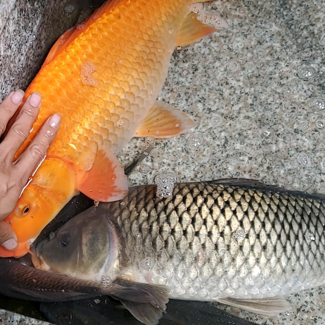 🐟🐟鱼🐟🐟（野钓）