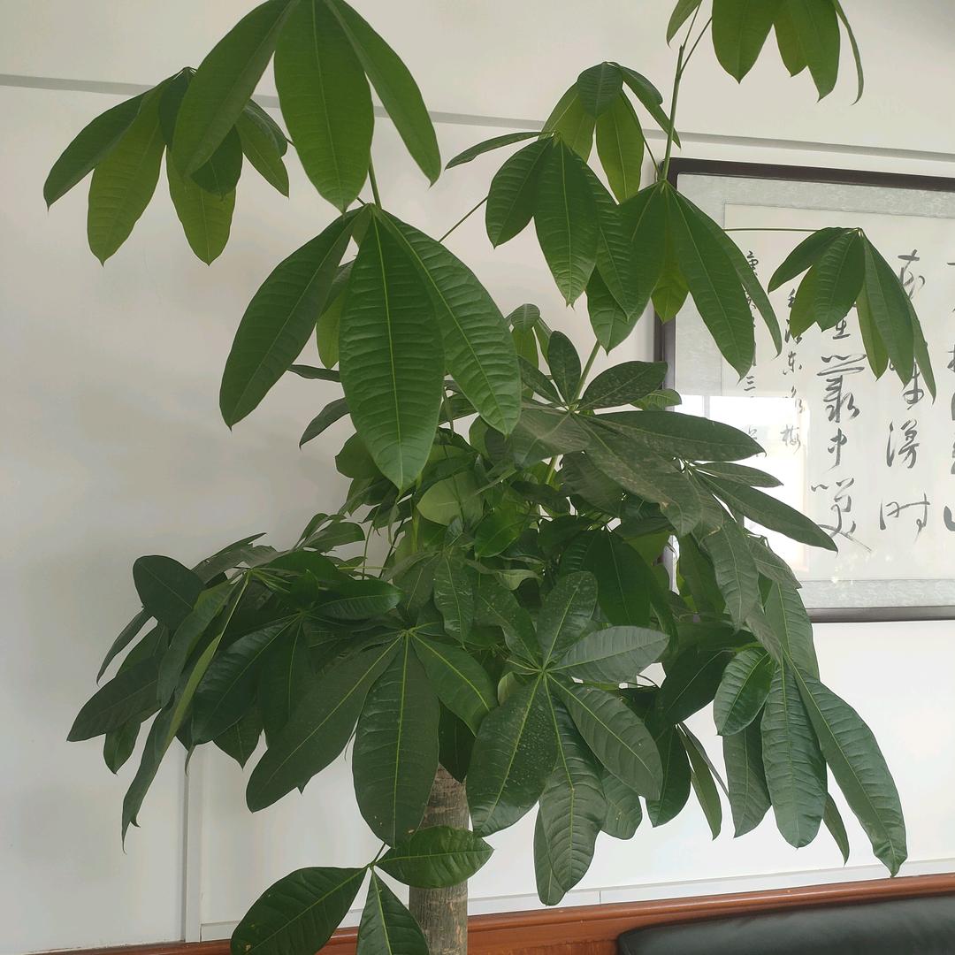 塞北汉子