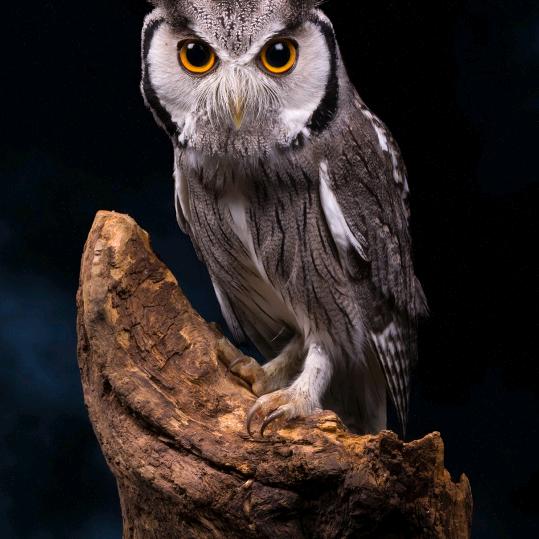 微笑背后的眼泪