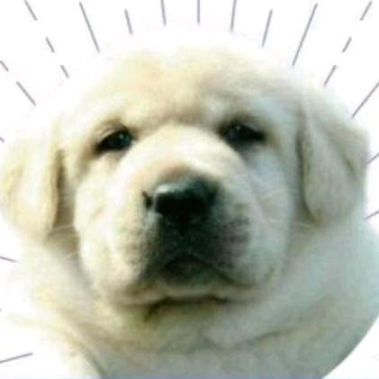 宇泽犬舍