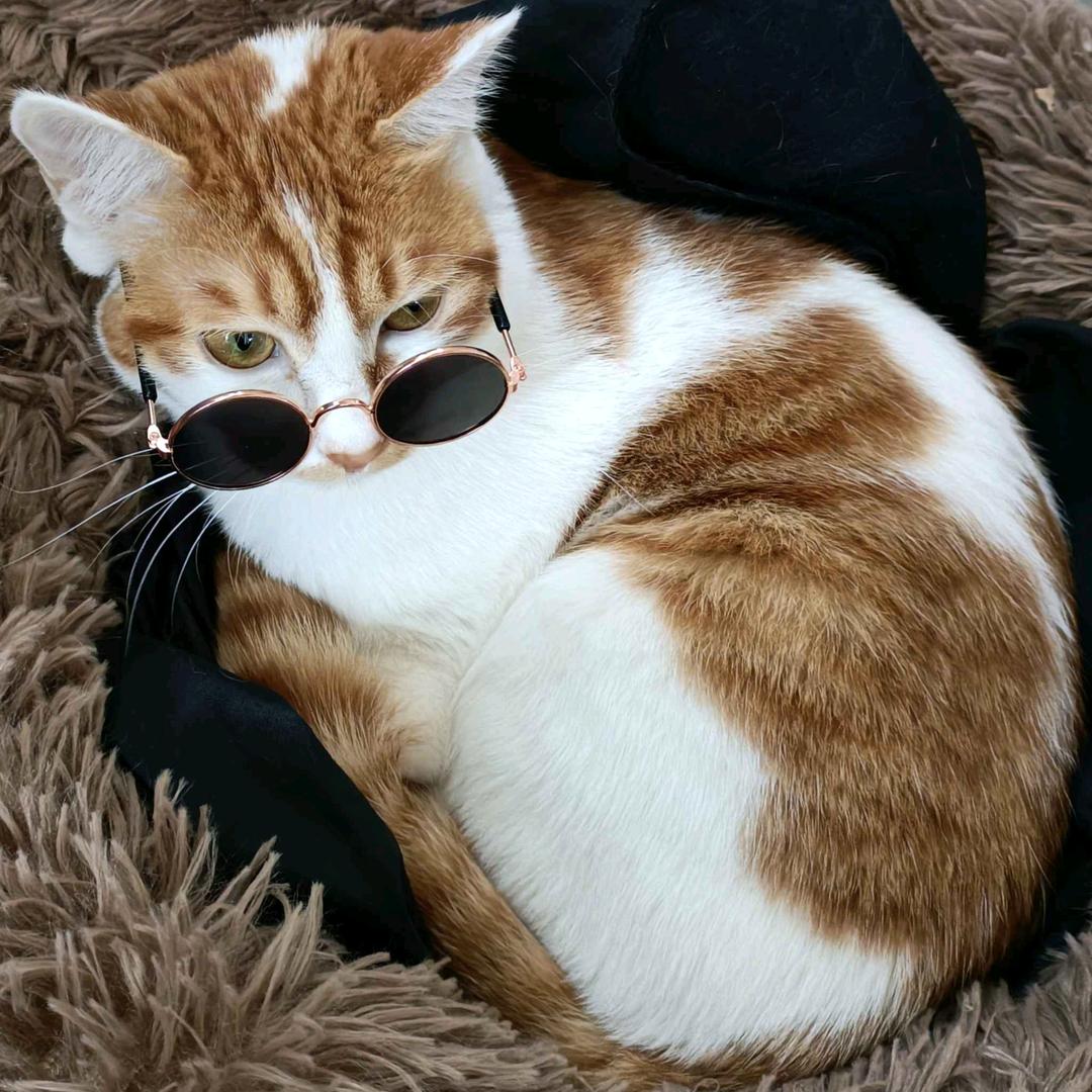 李布丁,李布点的日常