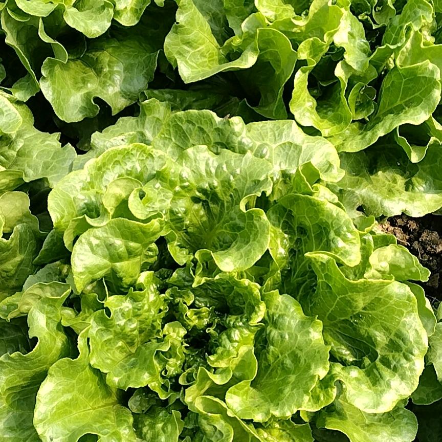 云南大棚蔬菜种植胡志华