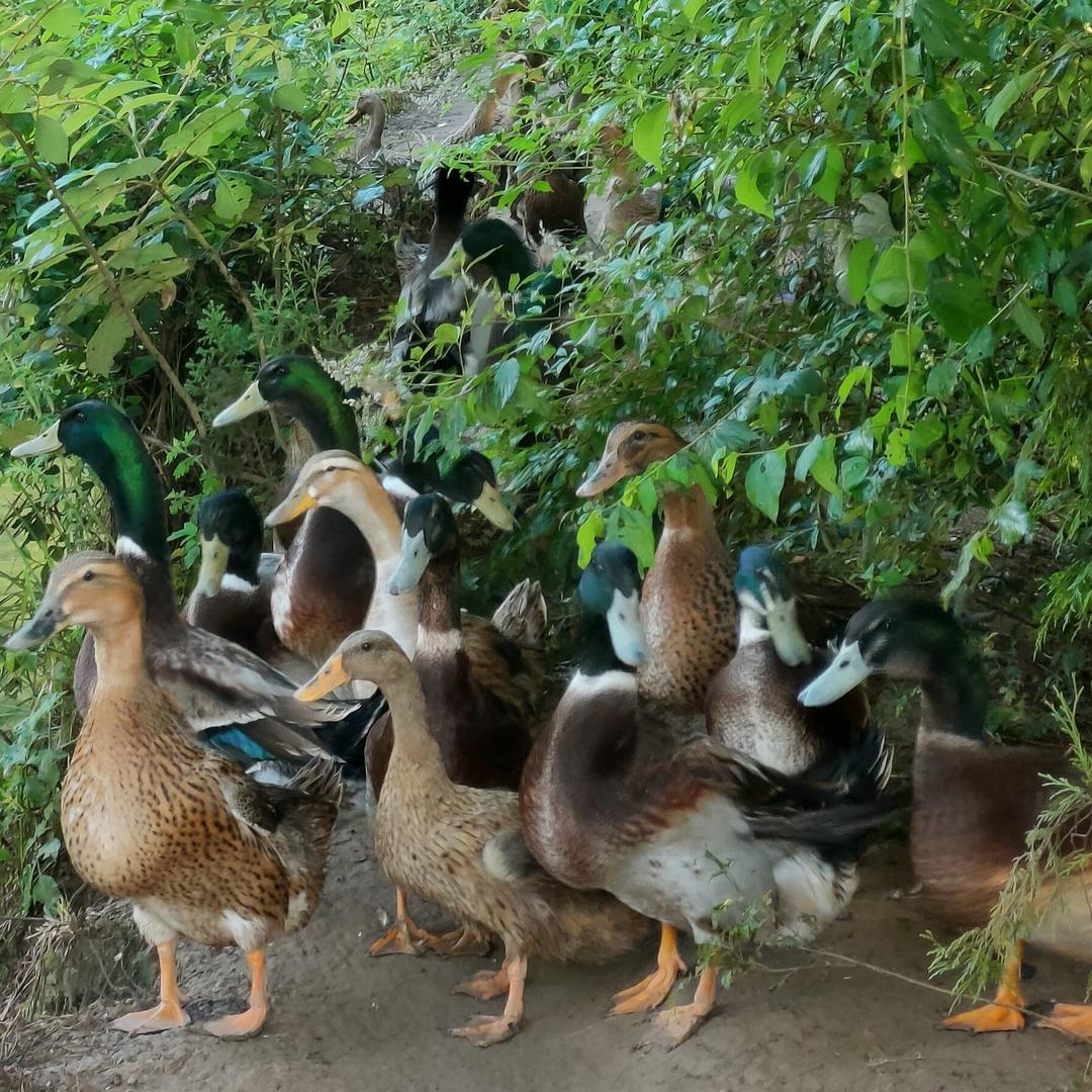 美巷农场