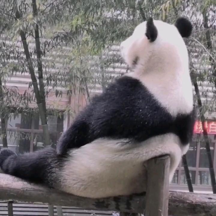 唱歌🎤的熊猫🐼