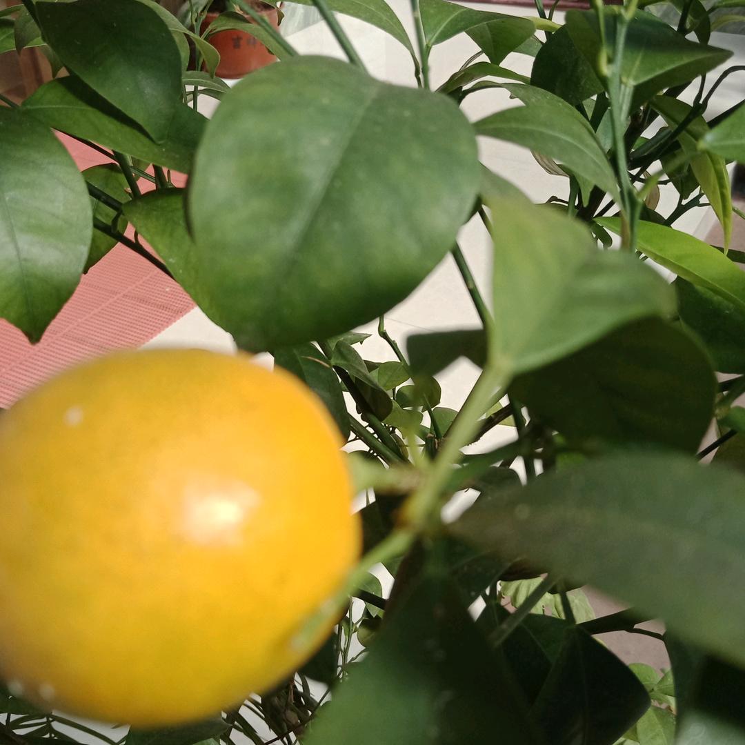 锦年