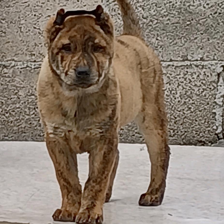 嘎哥乡村田园犬