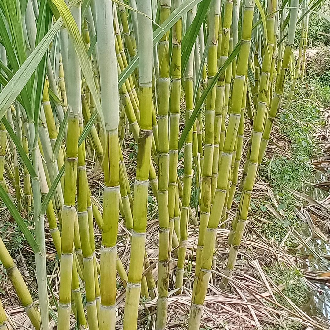 美好的回忆