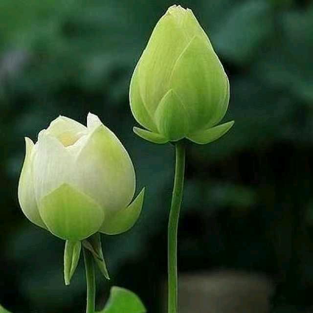 এ᭄长谷深风₅₂₀ོꦿృ༊