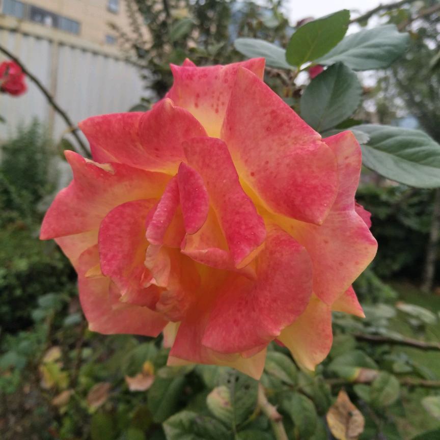霞姐❤️