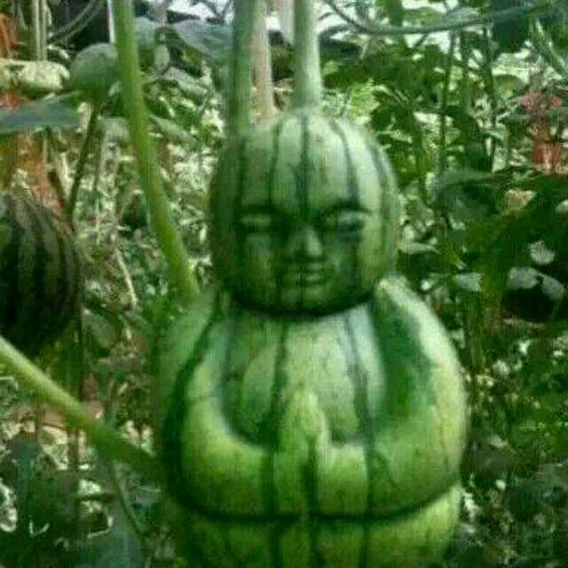 明白装糊涂
