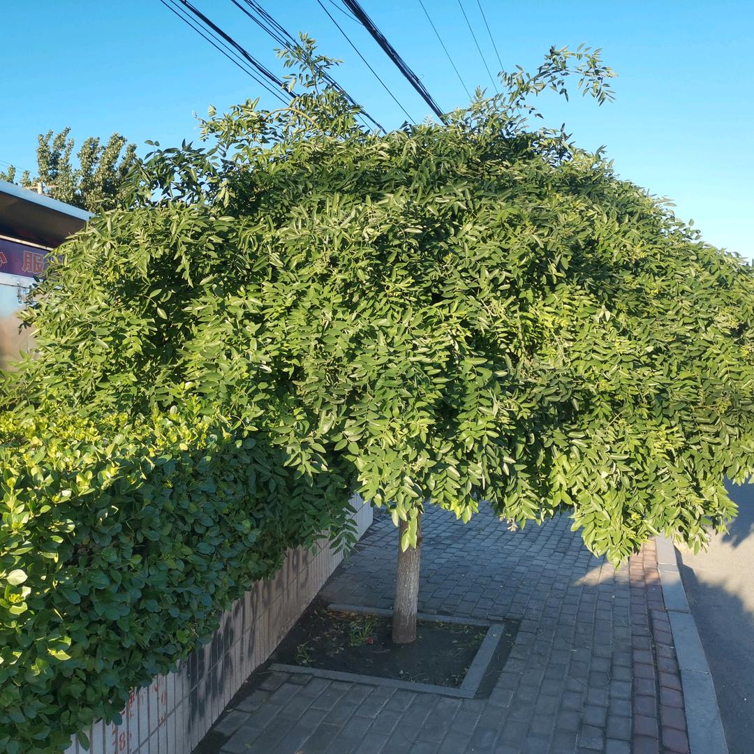 首首