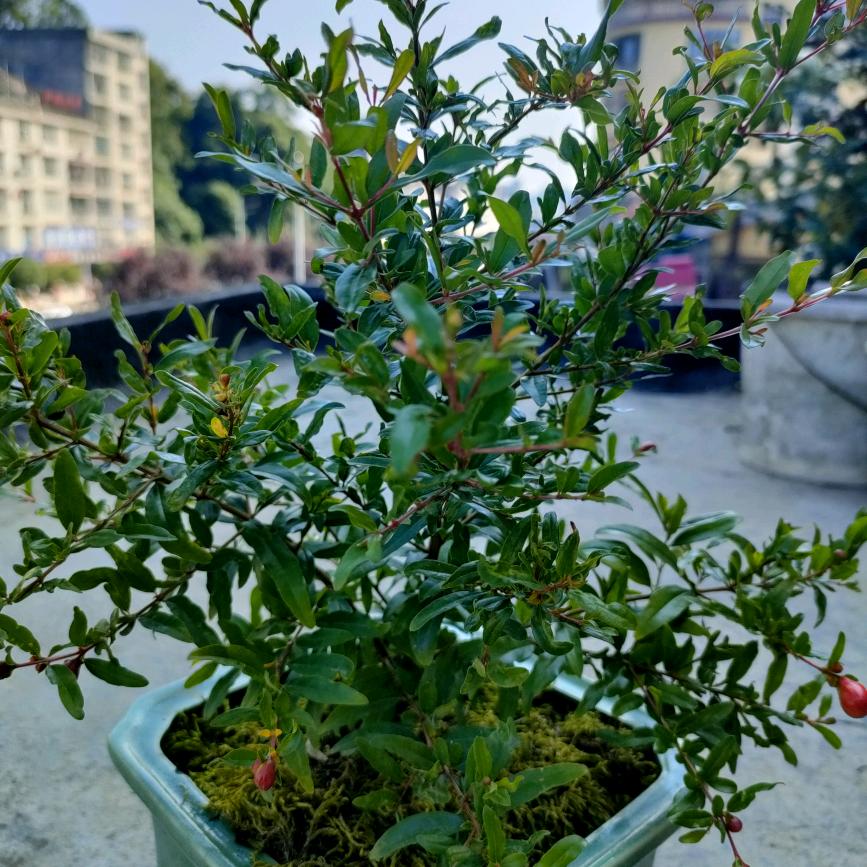 随风飞舞