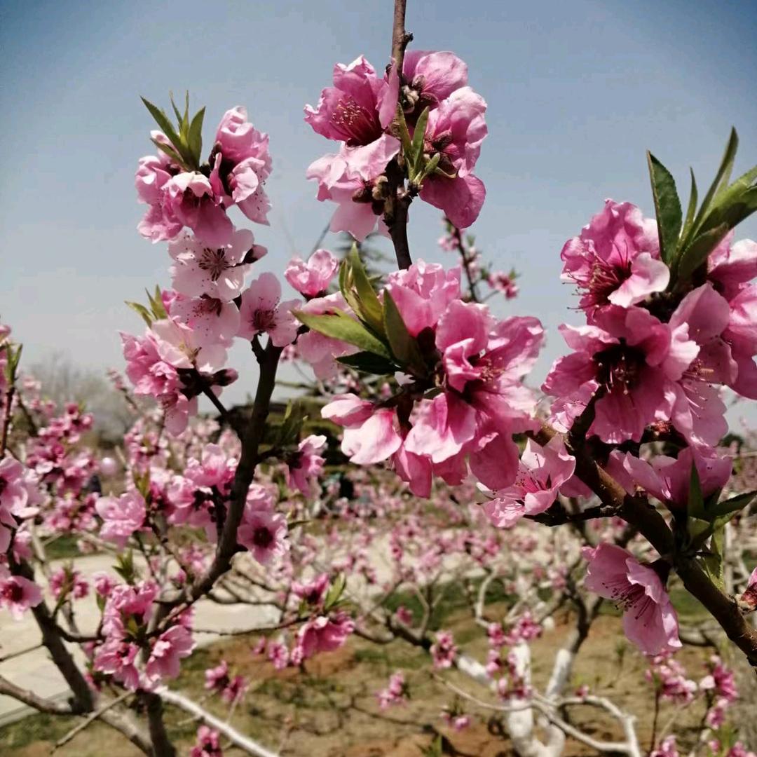 lu春暖花开