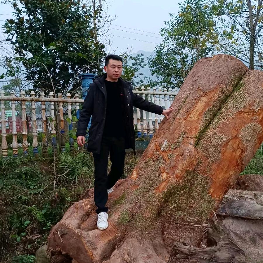 小叶桢楠：金丝楠木
