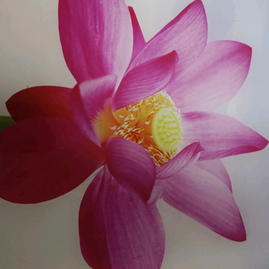 香香（彭奶奶）