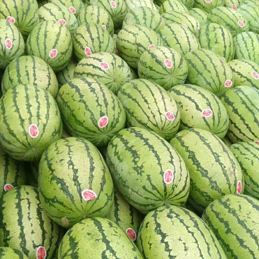 西瓜王总
