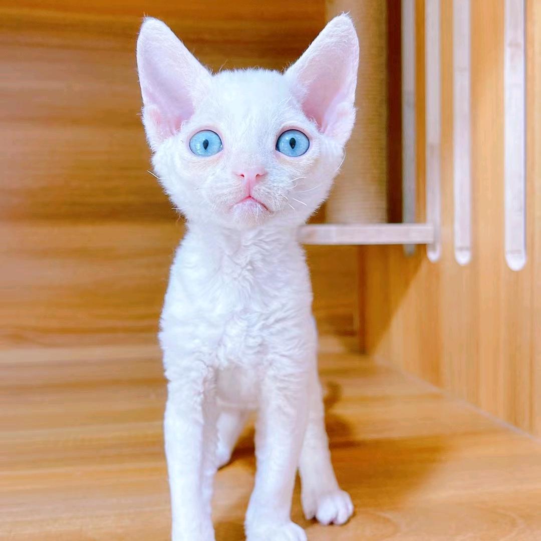 招财猫😺😺林掌柜