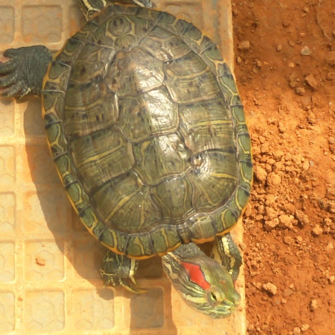 一个00后养龟佬