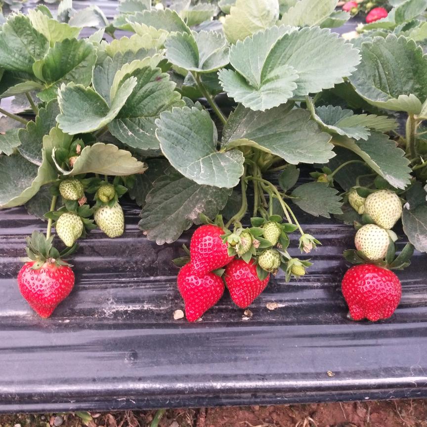 深圳市龙岗区同乐草莓采摘园（个体工商户）