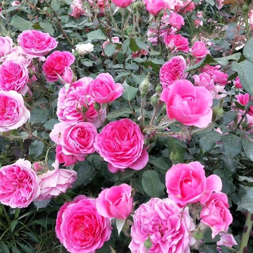 美化苗木石秀花