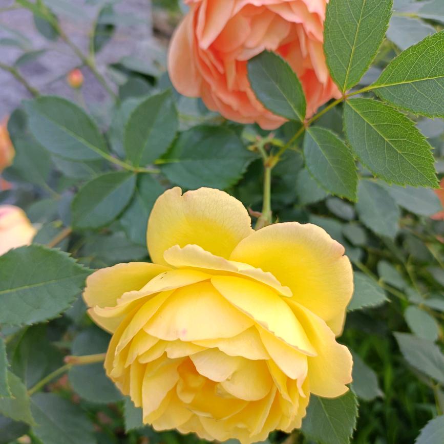 白雪公主（快乐芬芳）