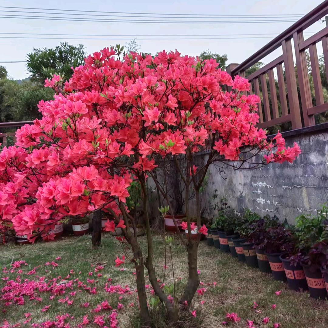 爱玩鸦的农夫