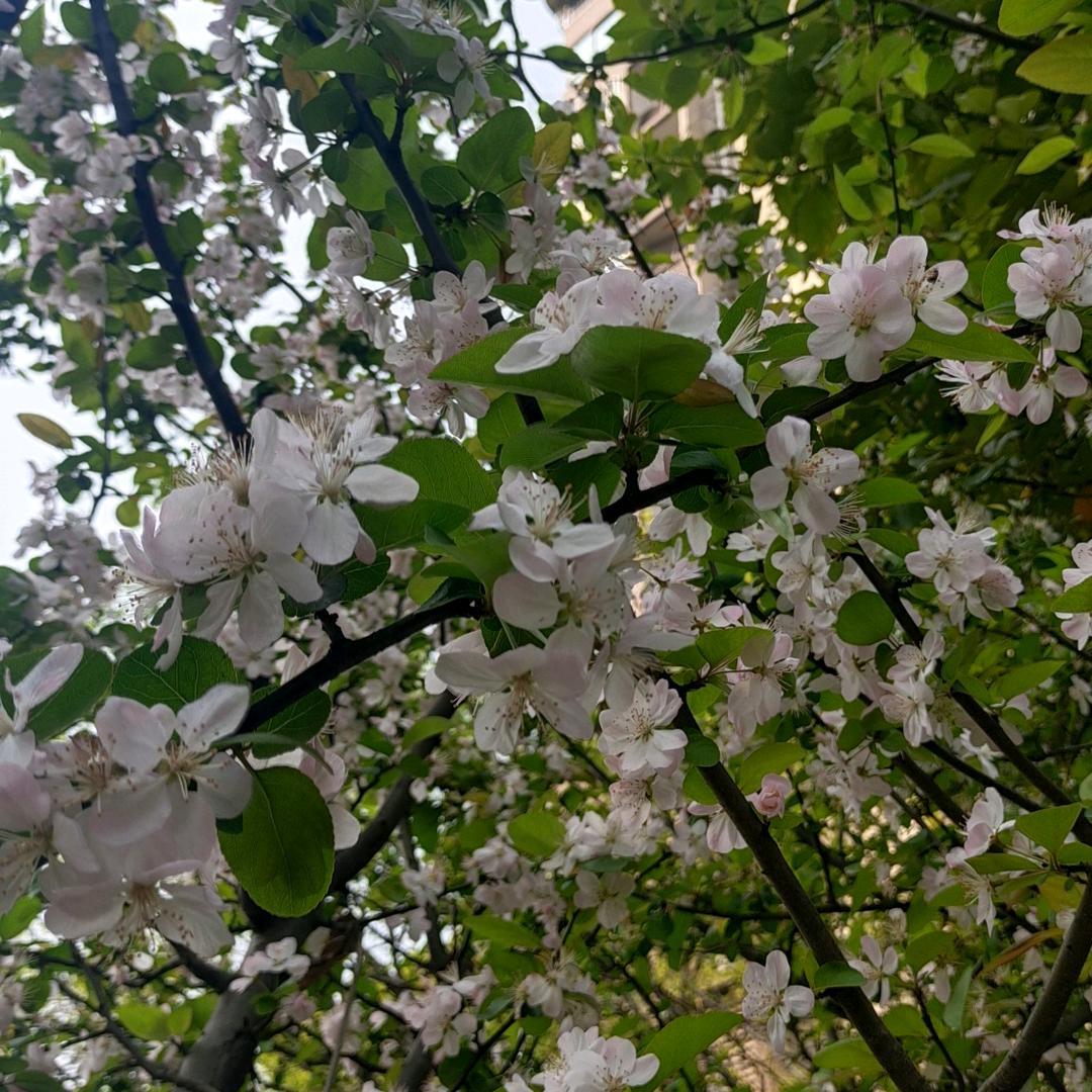 ঞᩚꫛ🌹小玉儿🌹꧔ꦿꫛ