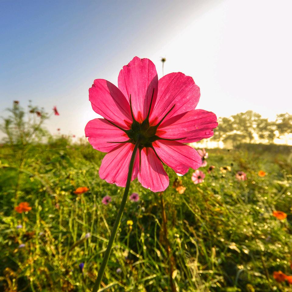 花开富贵🌷