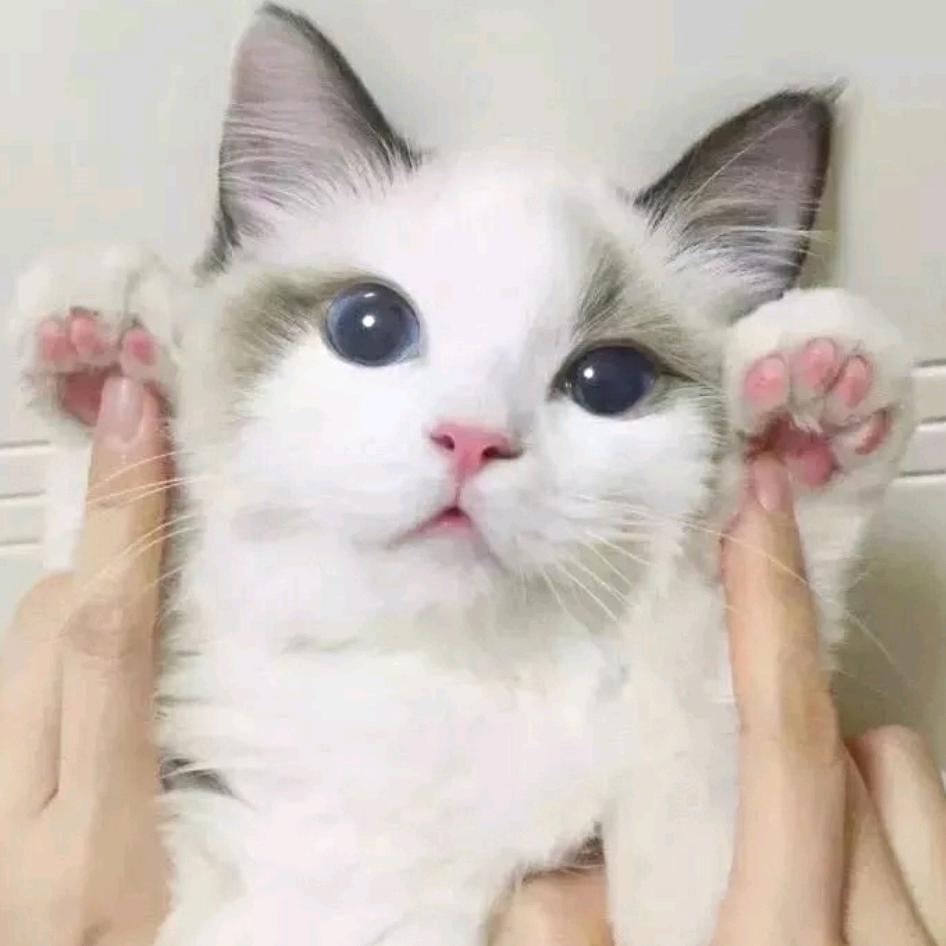🌈小老虎🐅🐅