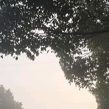 落叶随风