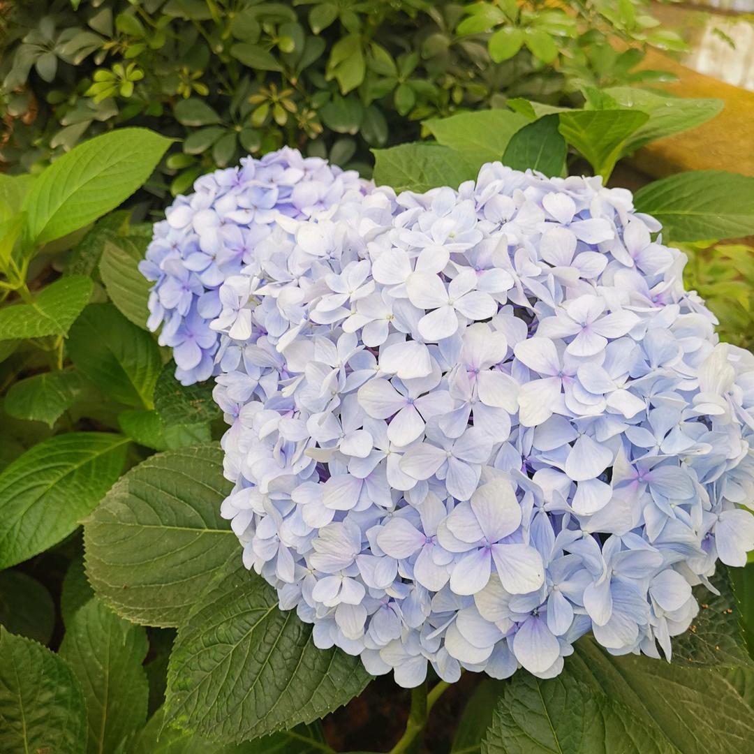 生如夏花