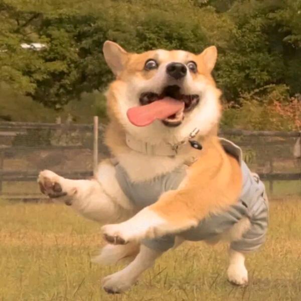 咖兹咖兹脆