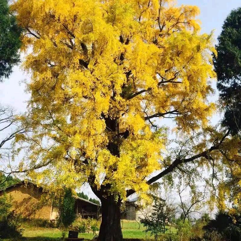 未来幸福