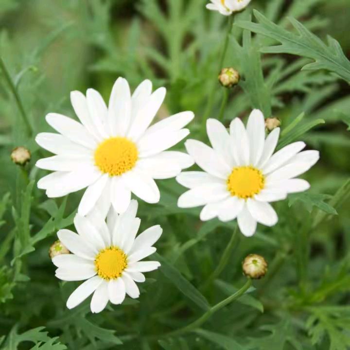 张：是梦终会醒