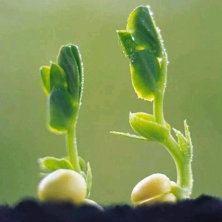 欣然~HG头像