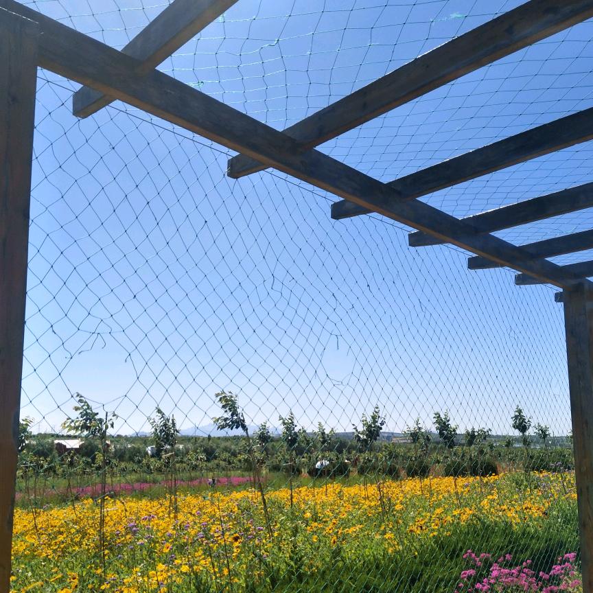 西红柿🍅（拒私聊）