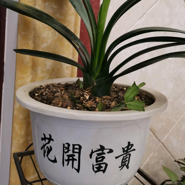 小草🍀🍀