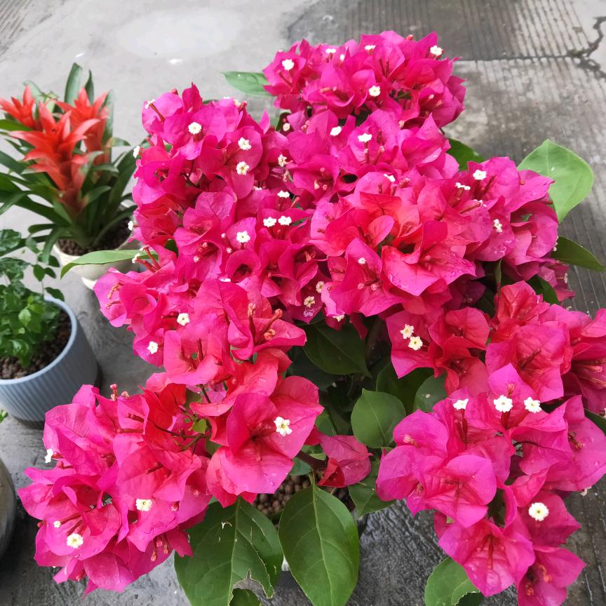 α重庆幺妹🍓🍓