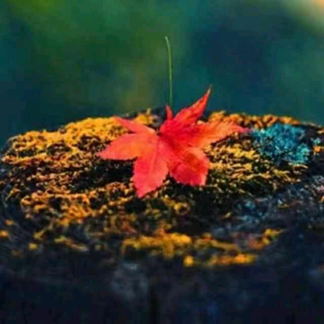 晨月