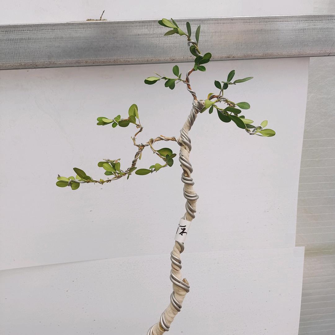 临沂老王老桩盆景