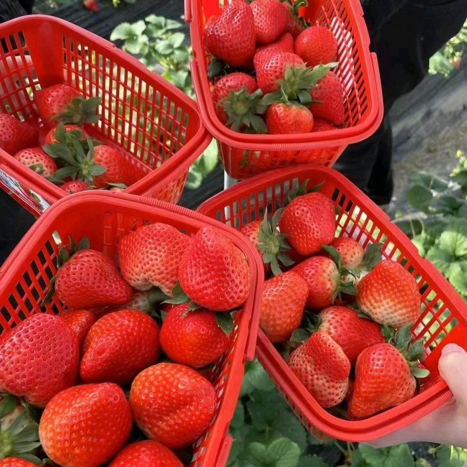 刘方庄草莓园官方号