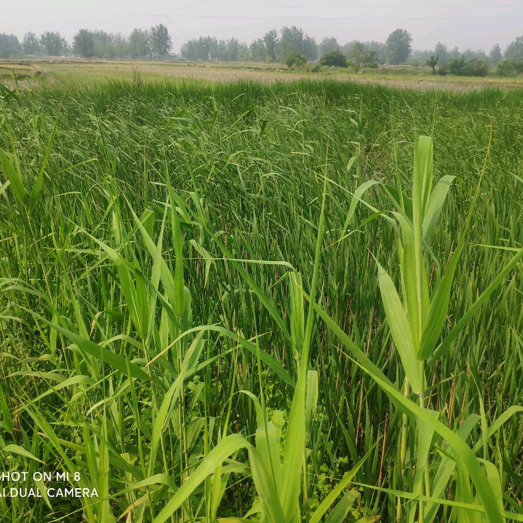 人世间皆为一场梦