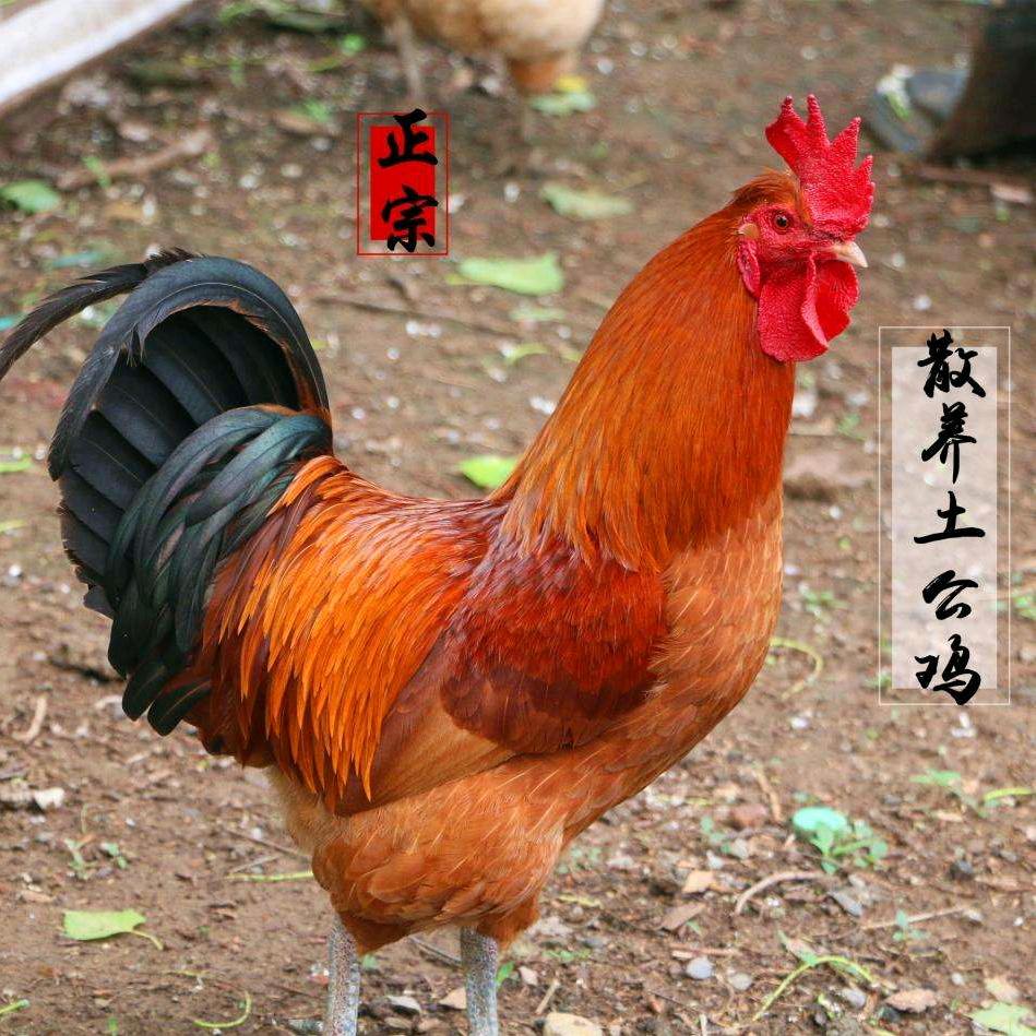 兰陵县富兴养殖场